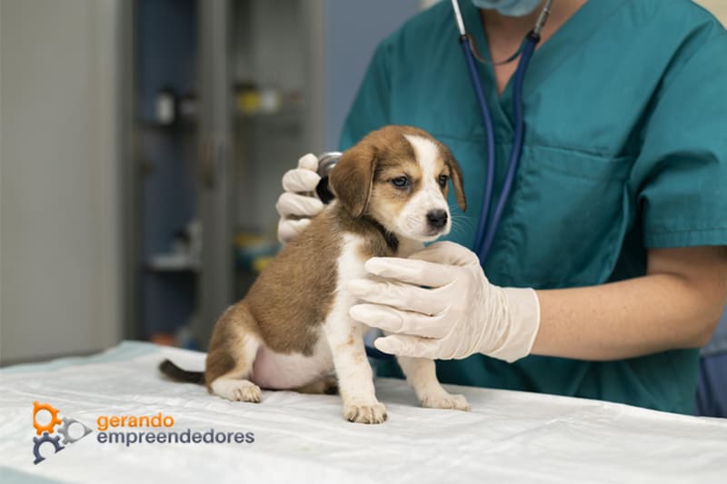 Contabilidade para clínicas veterinárias - foto de veterinário cuidando de um pet